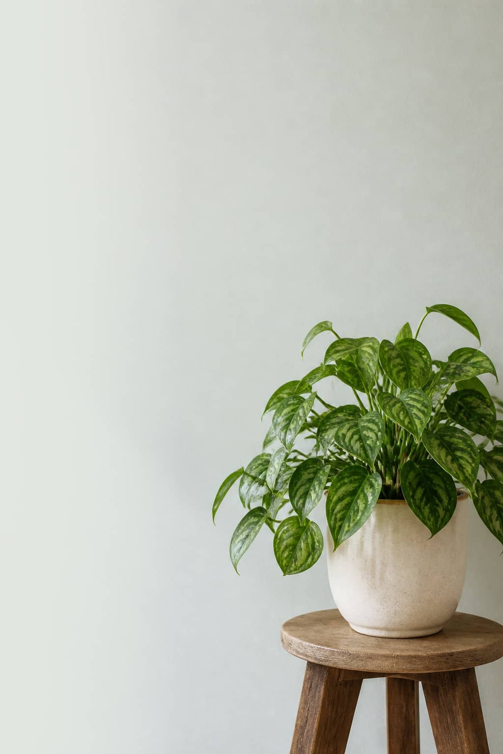 Plant against a sage mist painted wall